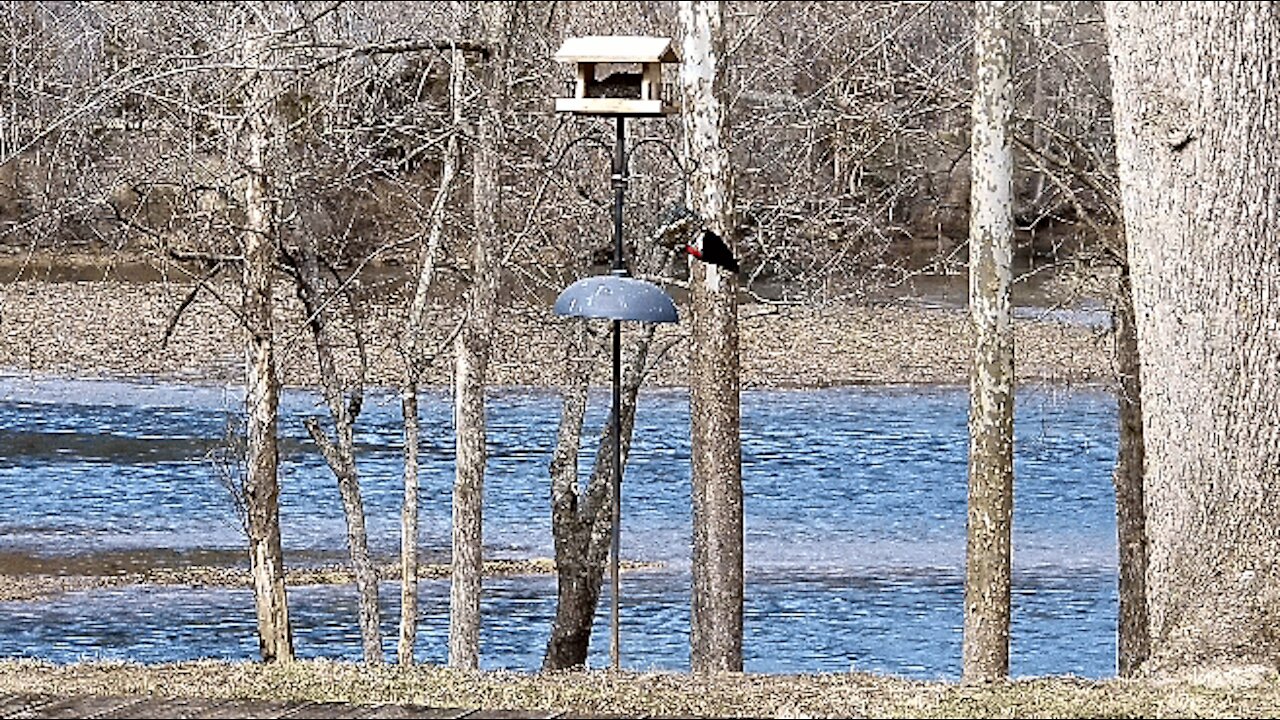 PETE (IN FOR A LATE BITE AT THE SUET BLOCK) AT THE FEEDER