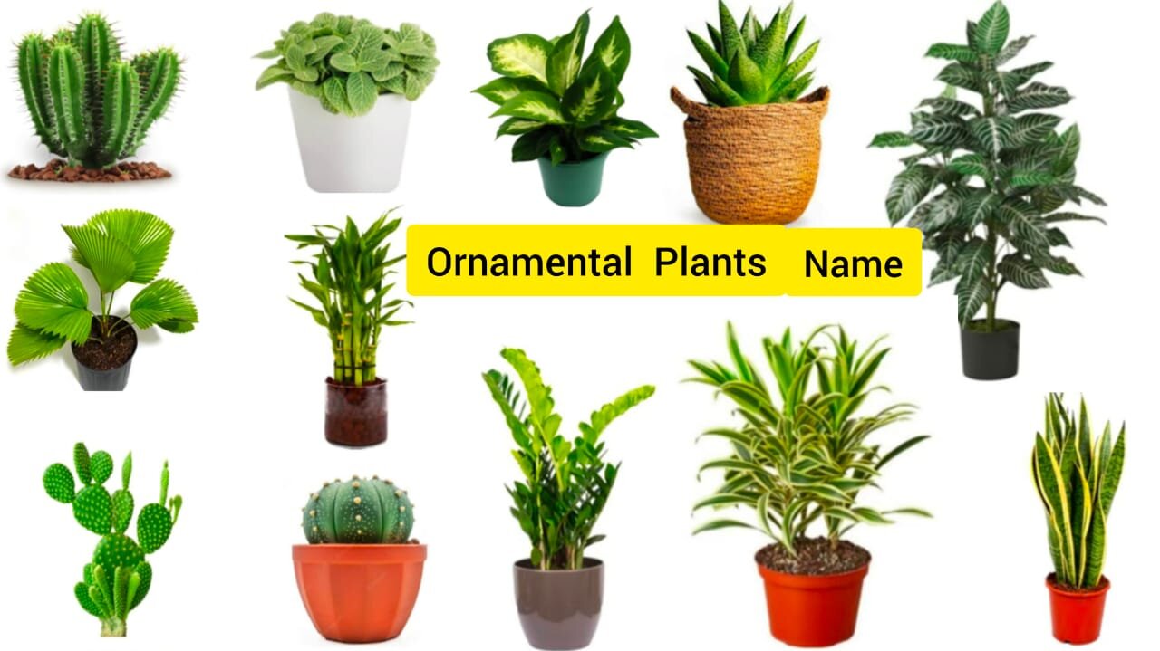 Ornamental Plants Name In English With Pictures For Kids