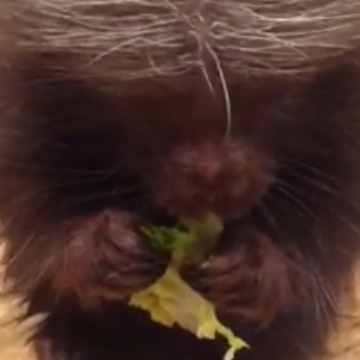 Adorable Porcupine Eats Lettuce