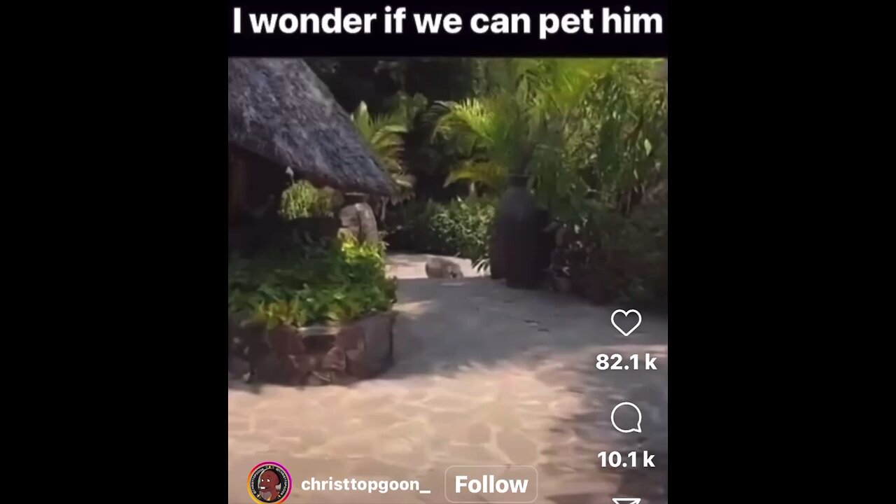 what a pet