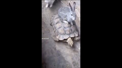 A Rabbit riding turtle! Try not to laugh!!!