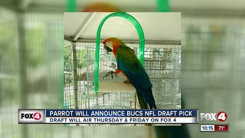 ZSA ZSA THE PARROT WILL ANNOUNCE ONE OF BUCCANEERS' NFL DRAFT PICKS