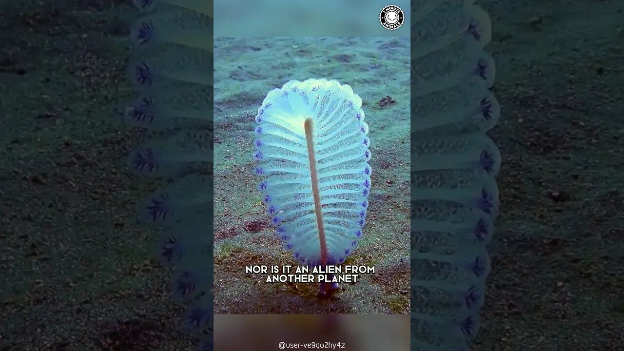 Sea Pen 🖋️ Alien-Like Creatures Of The Ocean Floor