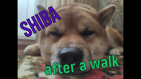 🦴🐕Shiba Inu sleeps after a walk🐕😱