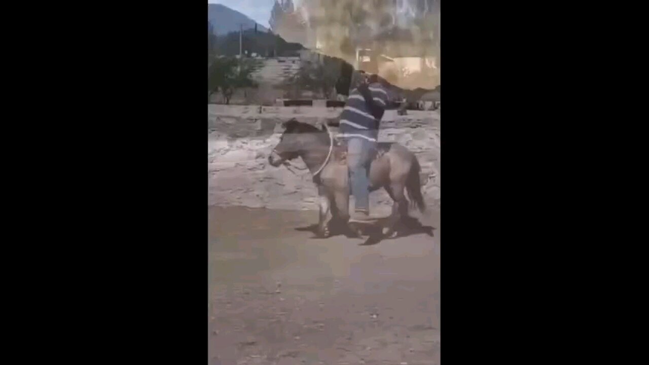funny videos