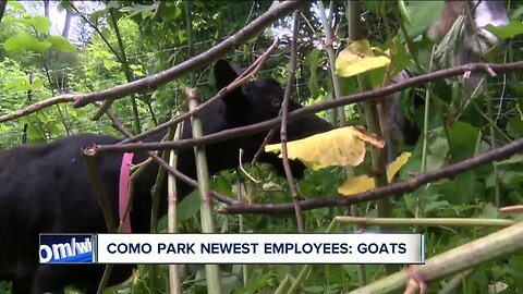 Erie County enlists help of goats to fight invasive plant growth at Como Lake Park