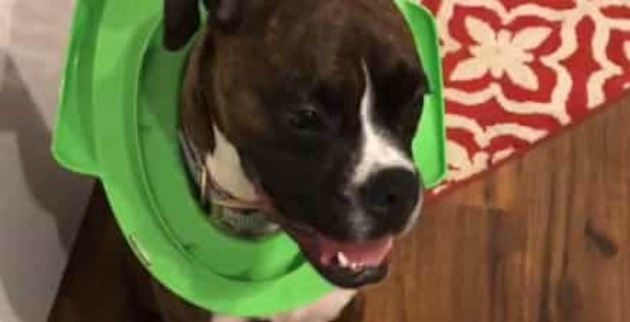 Hund sidder fast i børnetoiletsæde