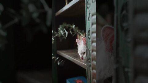 Cat time - 004