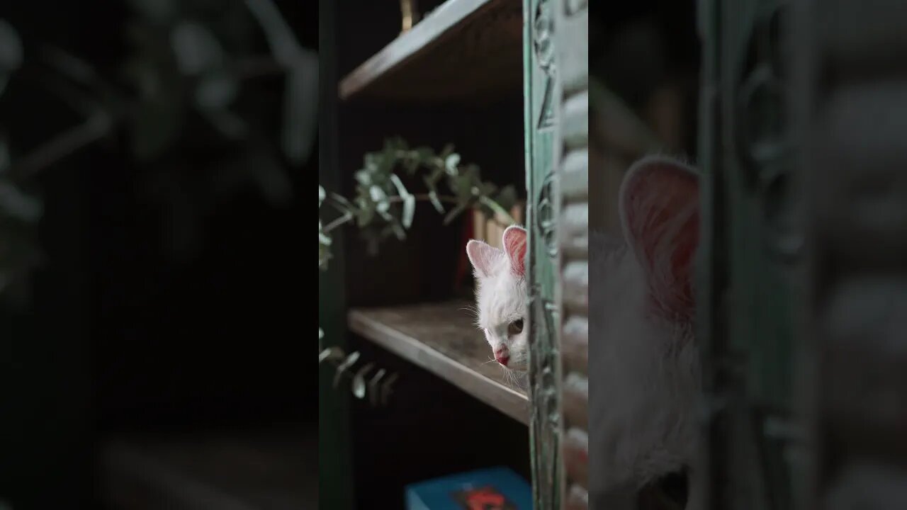 Cat time - 004