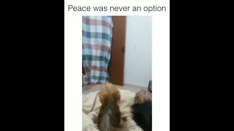 DOGS REACTION IS FUNNY