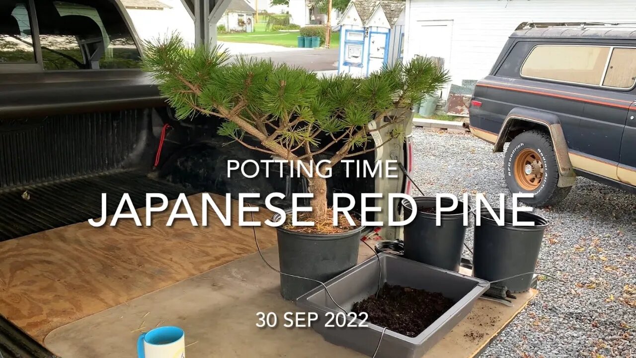 Finally Potting Time for the Japanese Red Pine