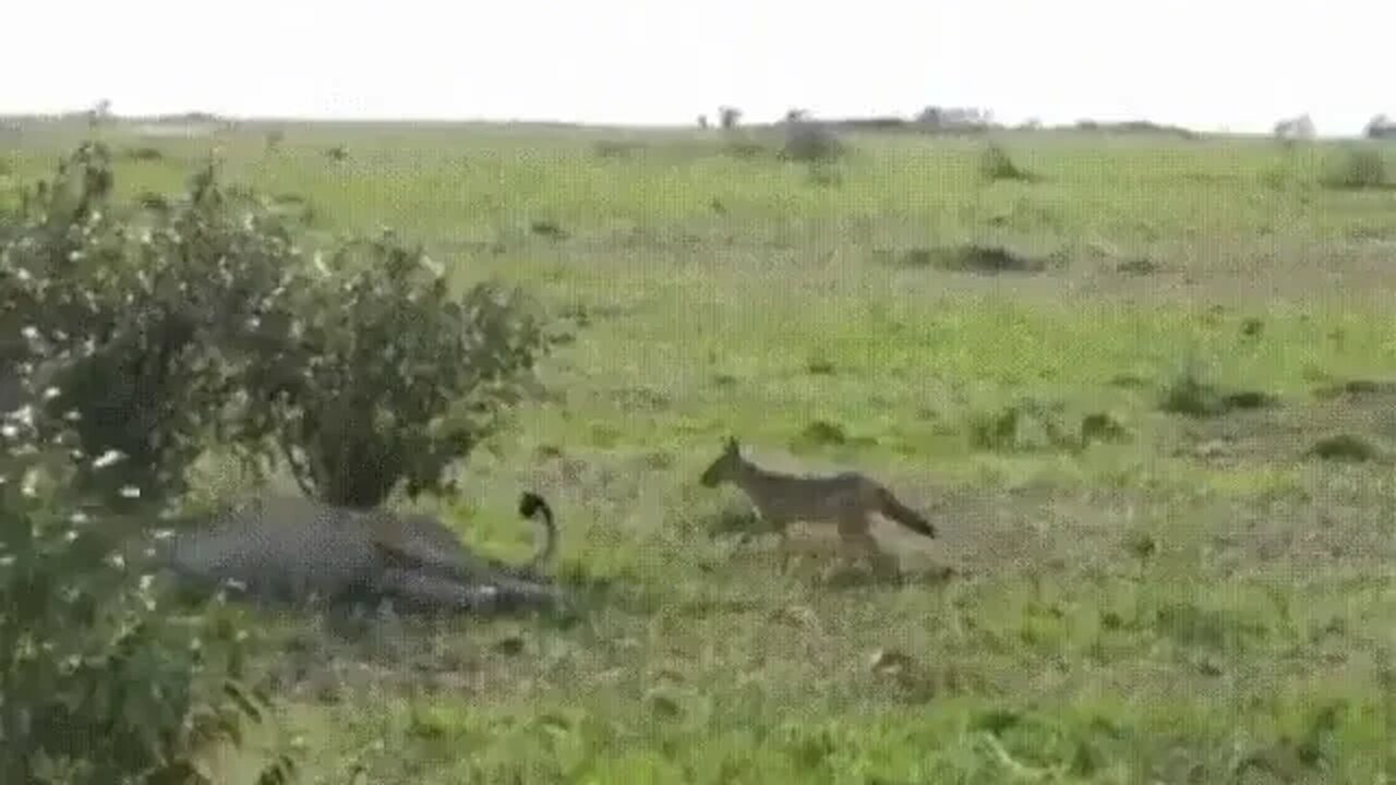 Jackal messing with a Lion