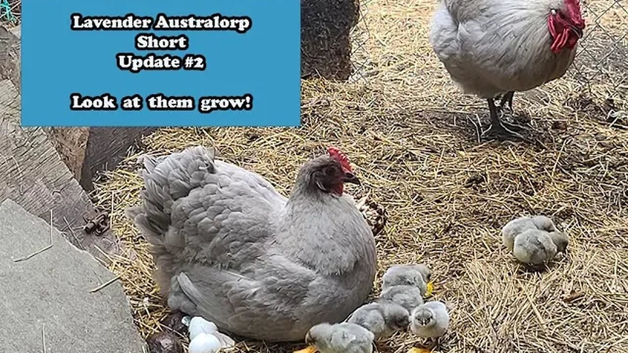 Lavender Australorp Short - Chicks born June 11th, 2022 - Rare, large breed - proud mama outside