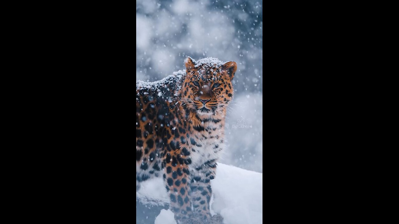 Leopard In winter