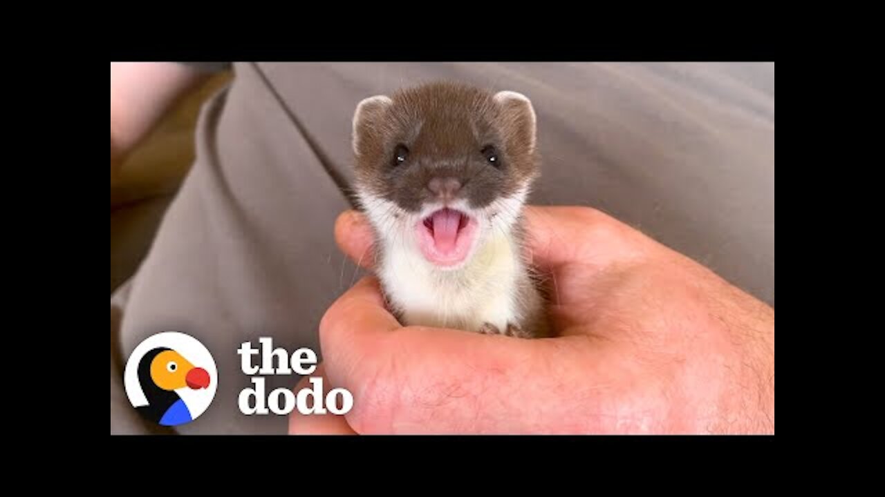 Tiny Baby Stoat Has The Best Reaction When She Meets Someone Like Her | The Dodo Little But Fierce