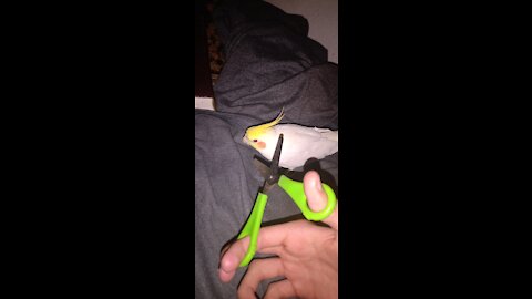 [How To Cut a Little BIRD!] 🐣