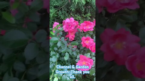 Channel and Garden Growth. Thank you All. #montreal #gardening ##shorts
