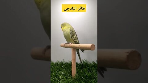 طائر البادجي روعة