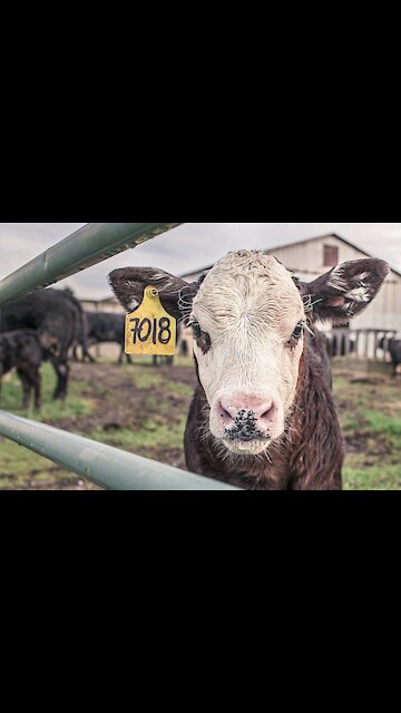 Are Bottle Fed Cows Worth it?