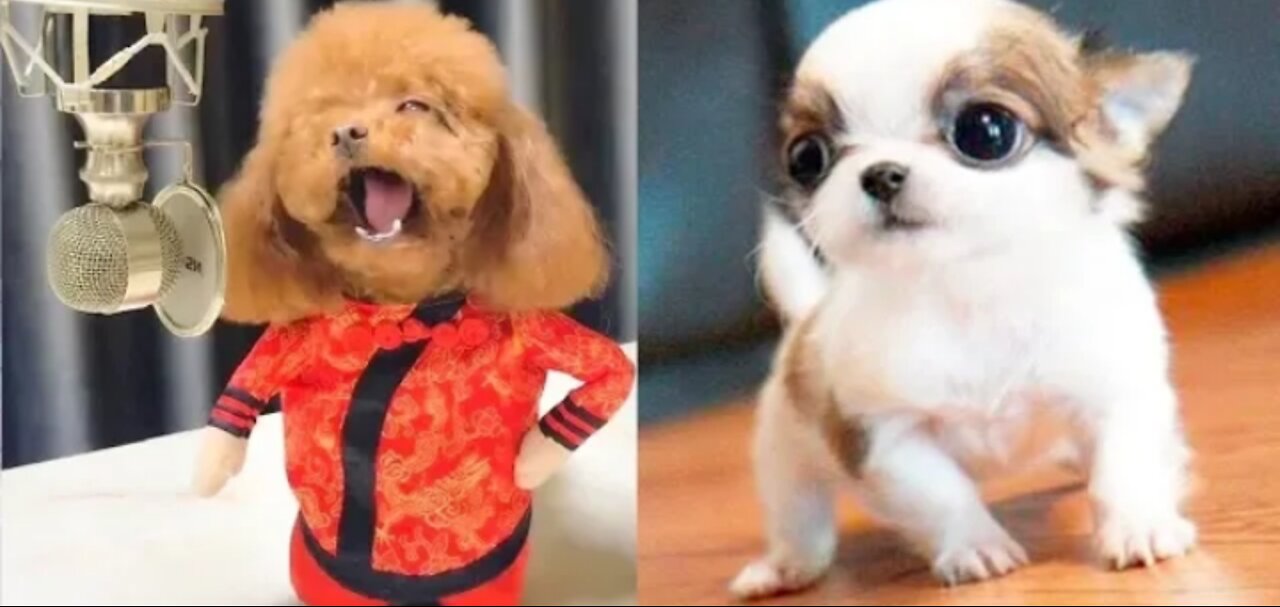 these cute dogs will brighten your day 🐶🥰😃