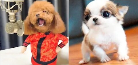 these cute dogs will brighten your day 🐶🥰😃