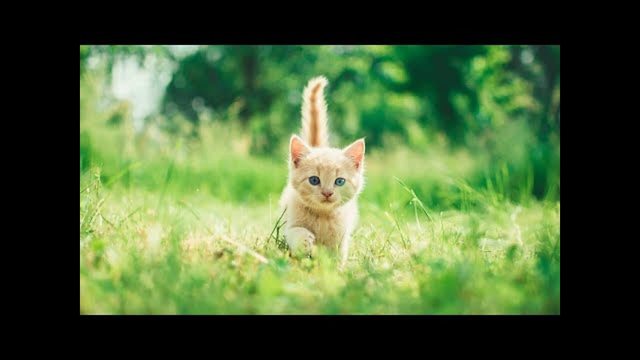 You can not stop laughing with the best clips of cats and dogs