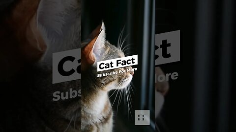 Cat Facts - You Don't Know😺#cats #catfancy #catlover #cat #catvideos #catsoftiktok #catsofinstagram