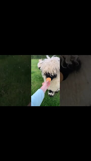 The most fluffy sheep! 😍 How are they going 🤩