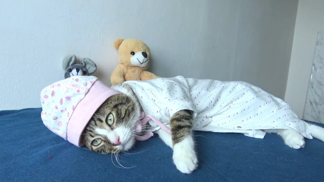 This Cat Wears Clothing