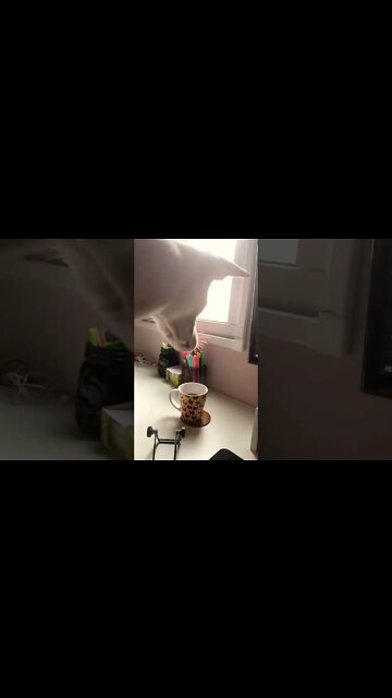 Totally mistified...🐶♨️😅