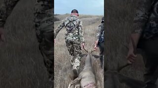 Mule deer Buck down!