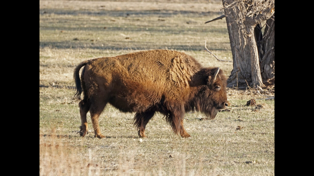 Rocky Mountain Arsenal April 1, 2021