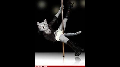 Cute kittens🥰 pole dancing will crack your ribs😅