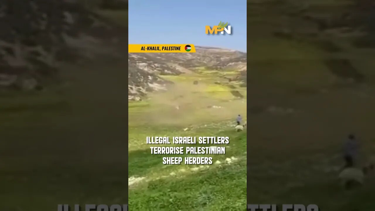 Hebron: Illegal Israeli Settlers Terrorize Palestinian Sheepherders