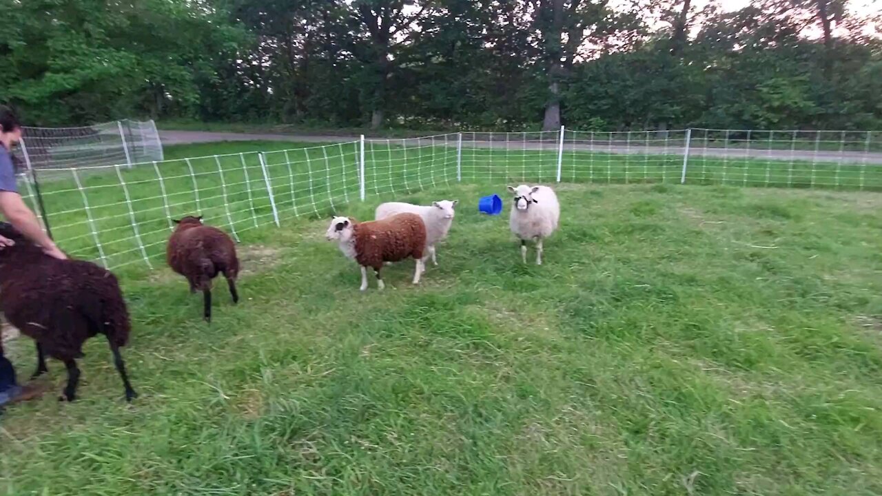 Catching our Shetland sheep