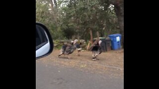 Dad Talks with Turkeys