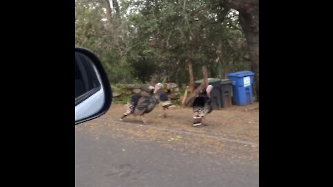 Dad Talks with Turkeys