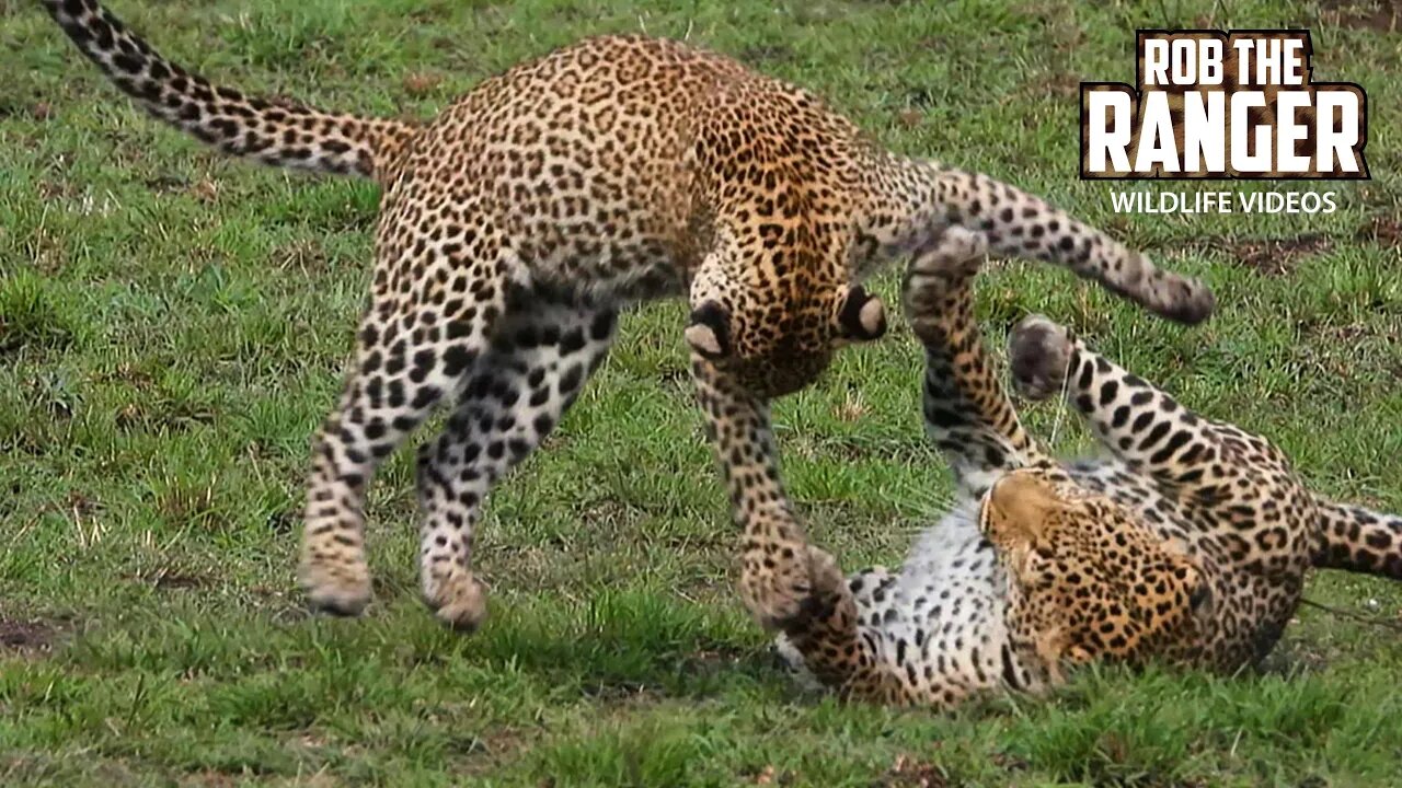 Mother Leopard And Her Playful Daughter | Maasai Mara Safari | Zebra Plains