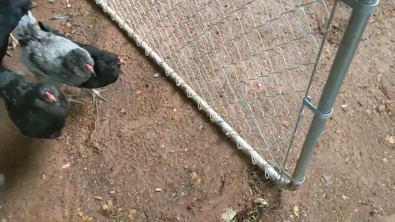 30 seconds of chickens, part 26. out the gate