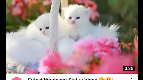 Cutest whatsapp status video