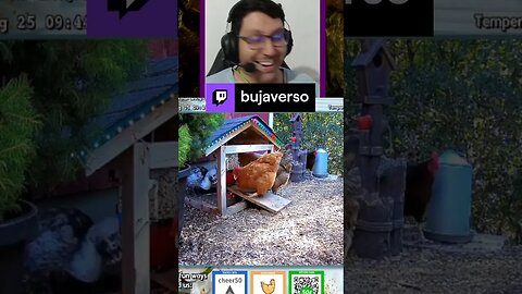 Galinhas!! | bujaverso em #Twitch #Twitch #shorts #humor #zoeira #meme