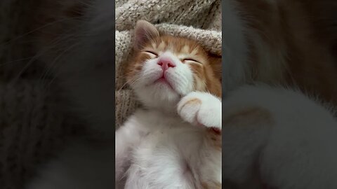 Sleep time of kitten