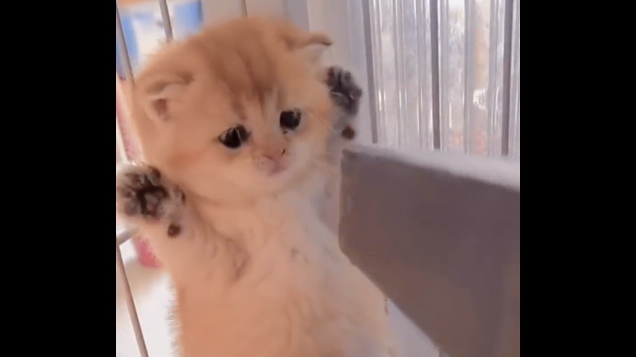 Ok， I put my hands up and you win cute cats