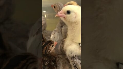 Chick with infected eye ok