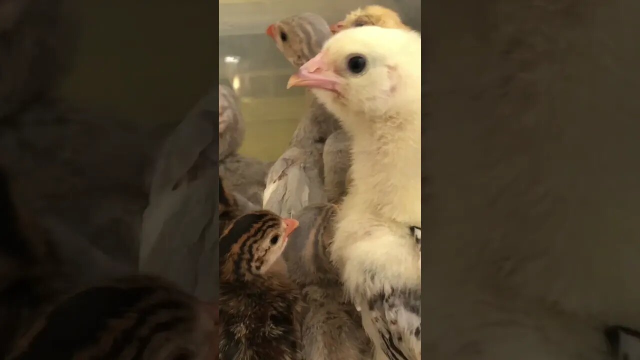 Chick with infected eye ok