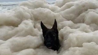 Un chien submergé par une vague d’écume