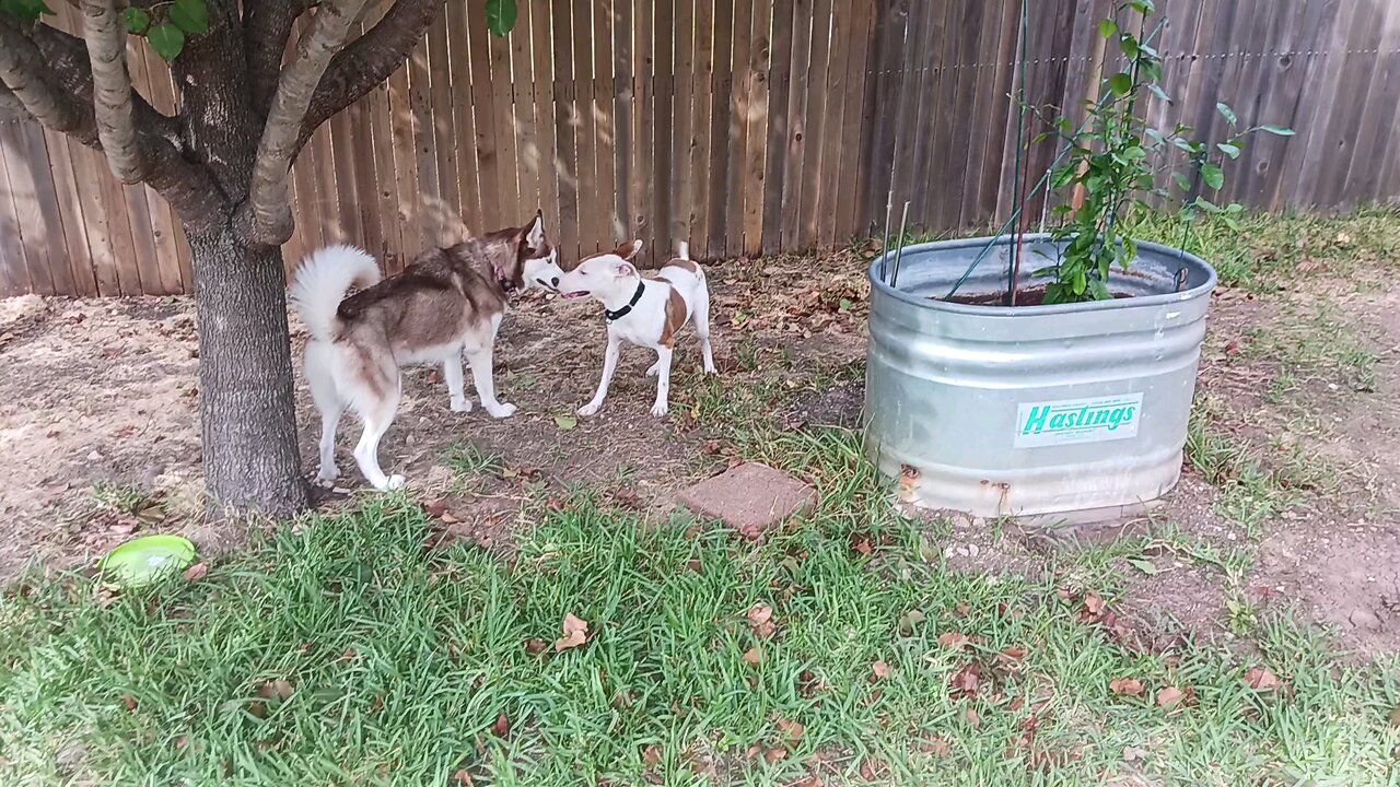 When you found a best friend