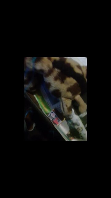 costurando um urso de pelucia pt3 #shorts