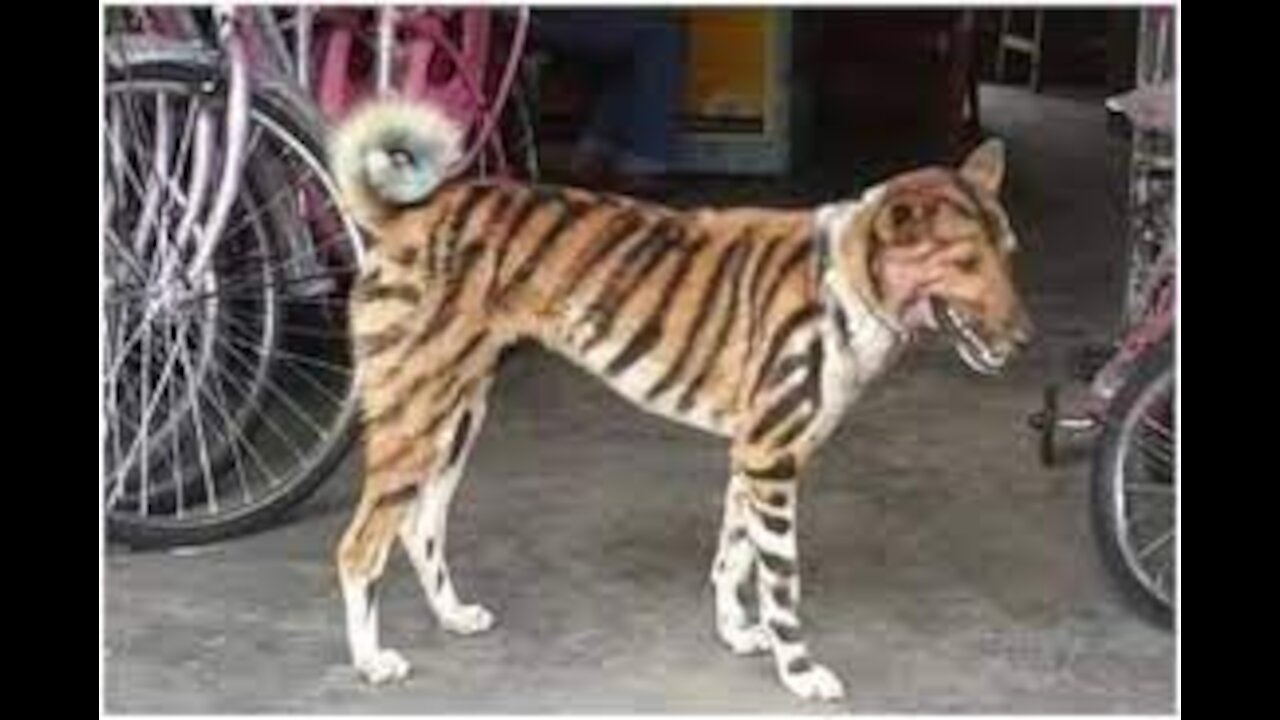 Funny Fake Tiger Scares Dogss