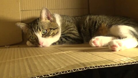 This Cat Is Very Quiet